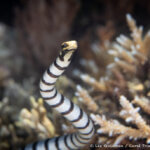 Banded sea snake photographed in Alyui Bay, Raja Ampat