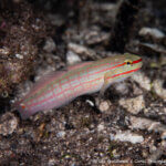 Crosshatch goby photographed in Alyui Bay, Raja Ampat