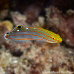 Orange-lined goby photographed in Alyui Bay, Raja Ampat