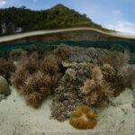 Healthy reefs photographed in Alyui Bay, Raja Ampat