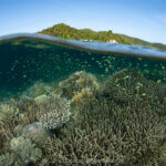 Staghorn corals photographed in Alyui Bay, Raja Ampat