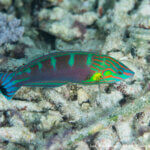 Tailspin wrasse photographed in Alyui Bay, Raja Ampat