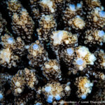Acropora coral photographed in Raja Ampat