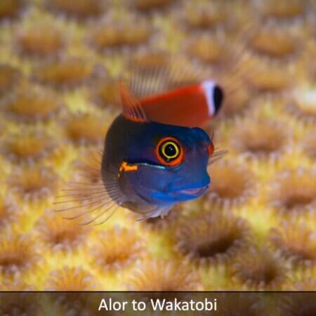 Spot tail wrasses in Alor to Wakatobi