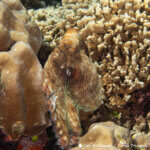 Day octopus photographed in Raja Ampat