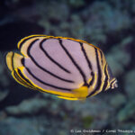 Meyer’s butterflyfish photographed in Raja Ampat
