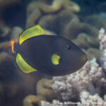 Pink tail triggerfish photographed in Raja Ampat