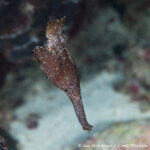 Robust ghost pipefish photographed in Raja Ampat