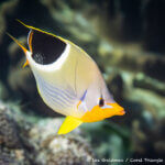 Saddled butterflyfish photographed in Raja Ampat