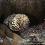 Snowflake moray eel photographed in Raja Ampat