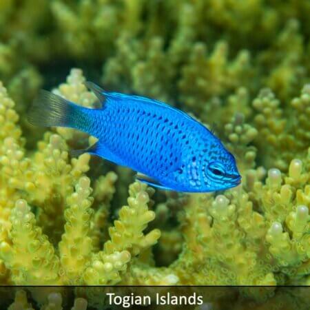 Tile for Togian Islands snorkeling tour