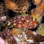 Yellow-spotted scorpionfish photographed in Raja Ampat