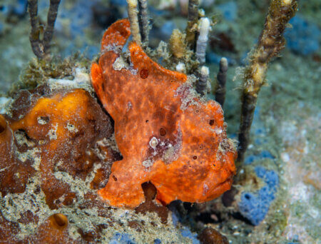 Frogfish photographed in Ambon