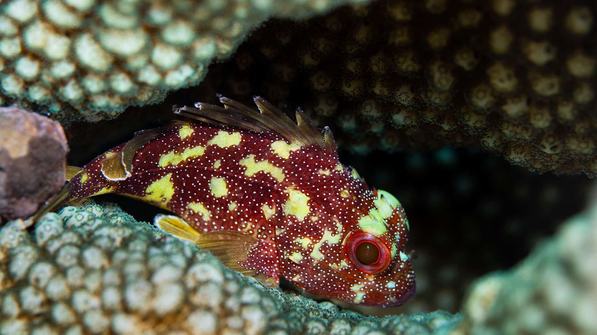 Banda Islands - Coral Triangle Adventures