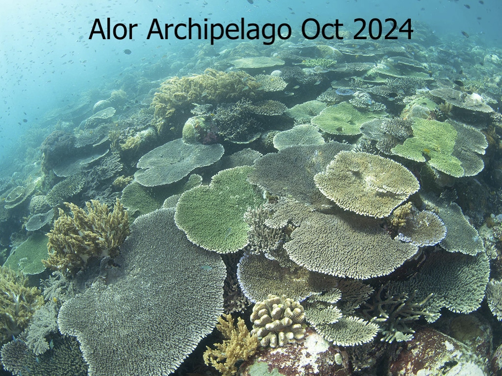 Alor 2024 2