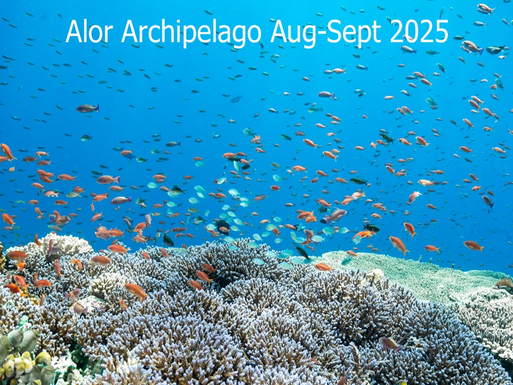 Alor 2025 Photos