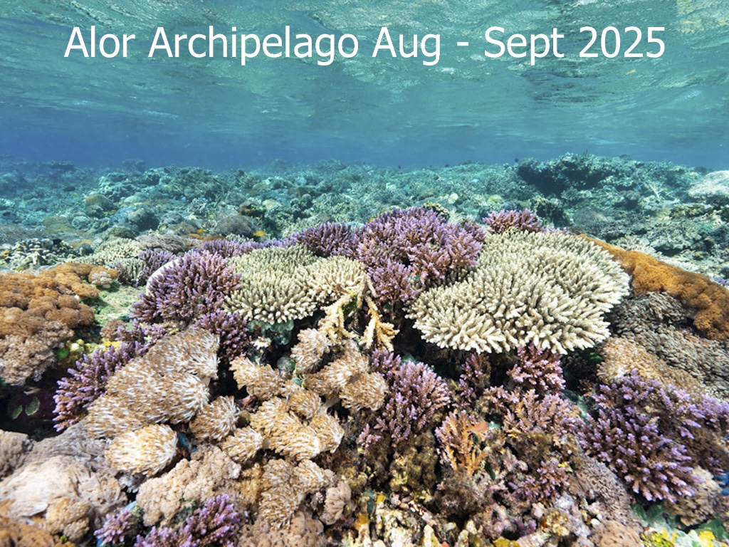 Alor Archipelago 2025 2
