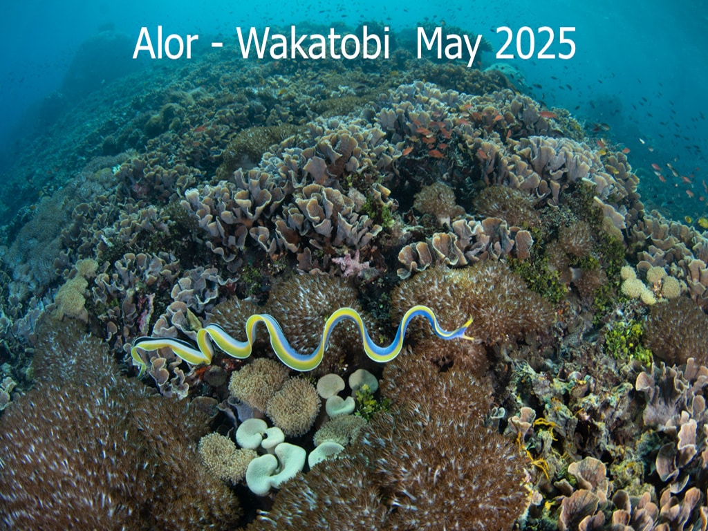 Alor Wakatobi 2025