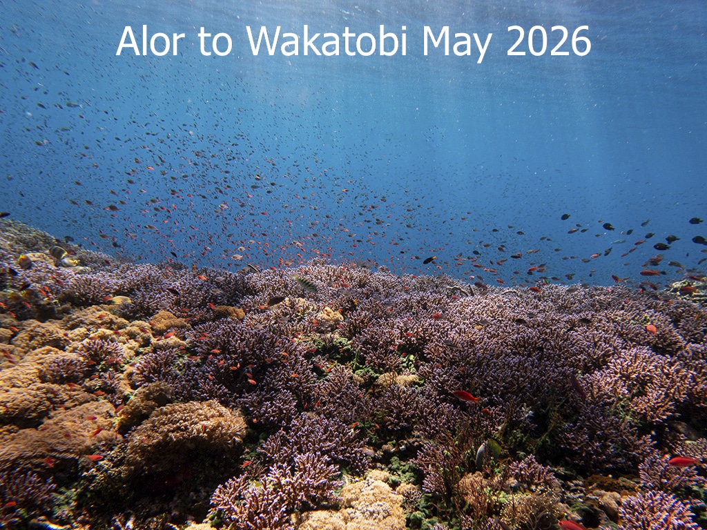 Alor Wakatobi May 2026 2