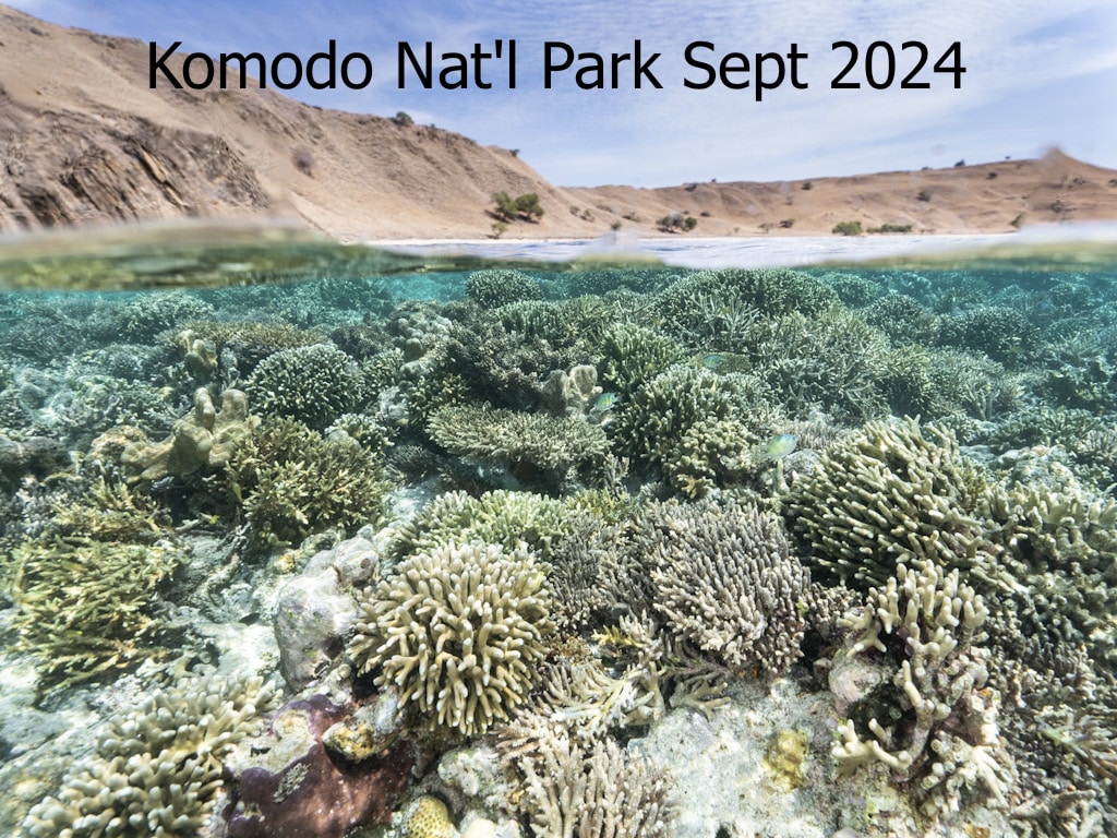 Komodo Sept 2024