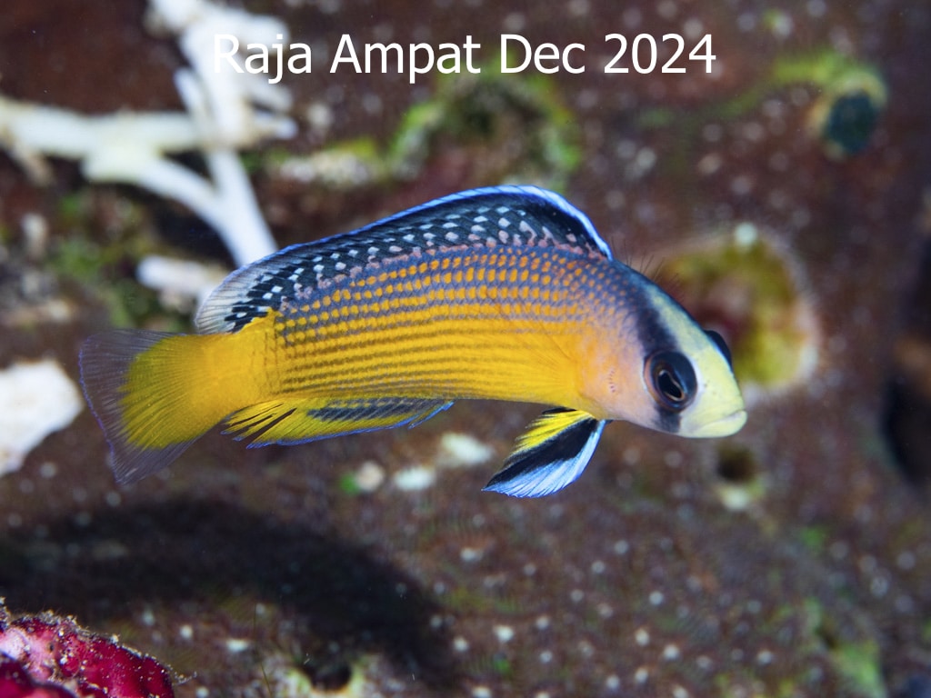 Raja Ampat Dec 2024