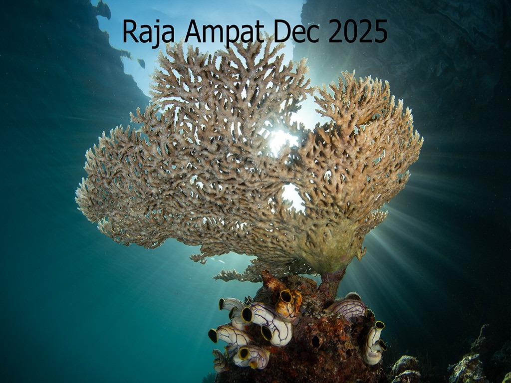 Raja Ampat Dec 2025 Photos