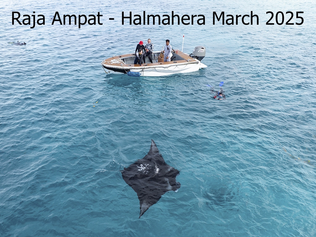 Raja Ampat Halmahera