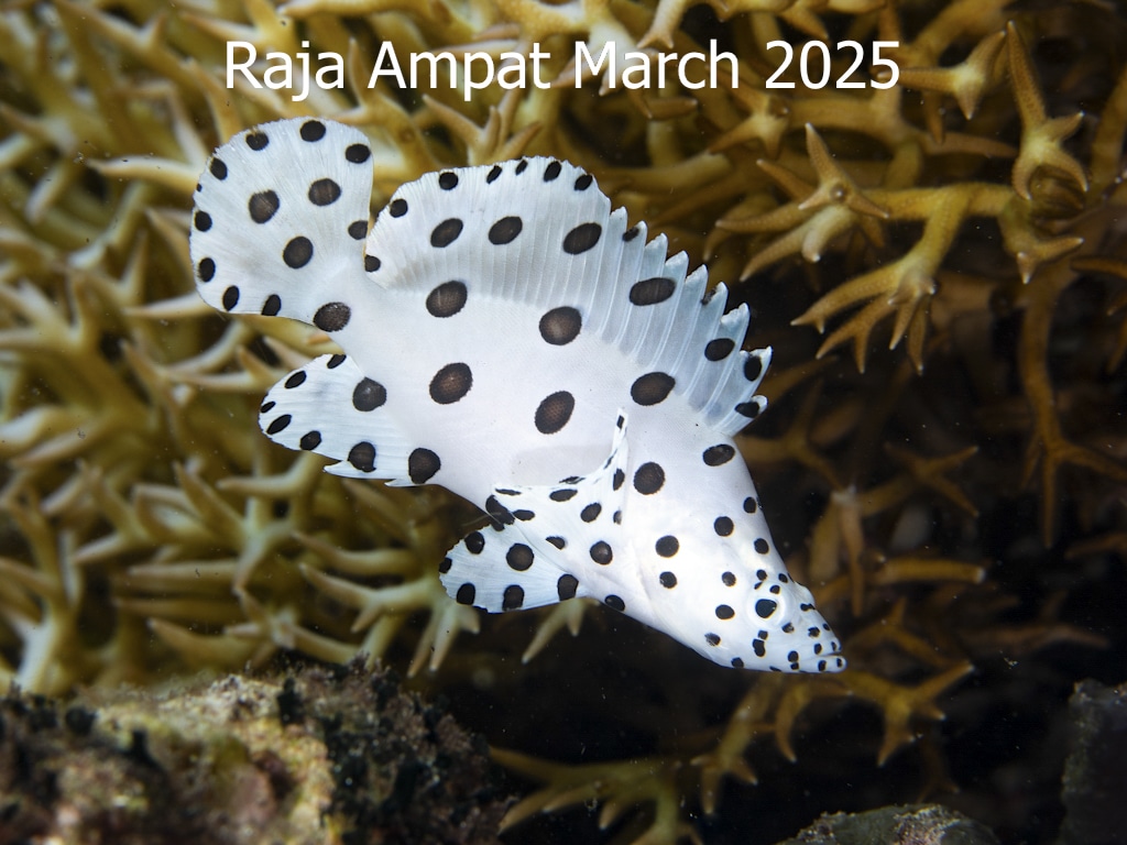 Raja Ampat March 2025