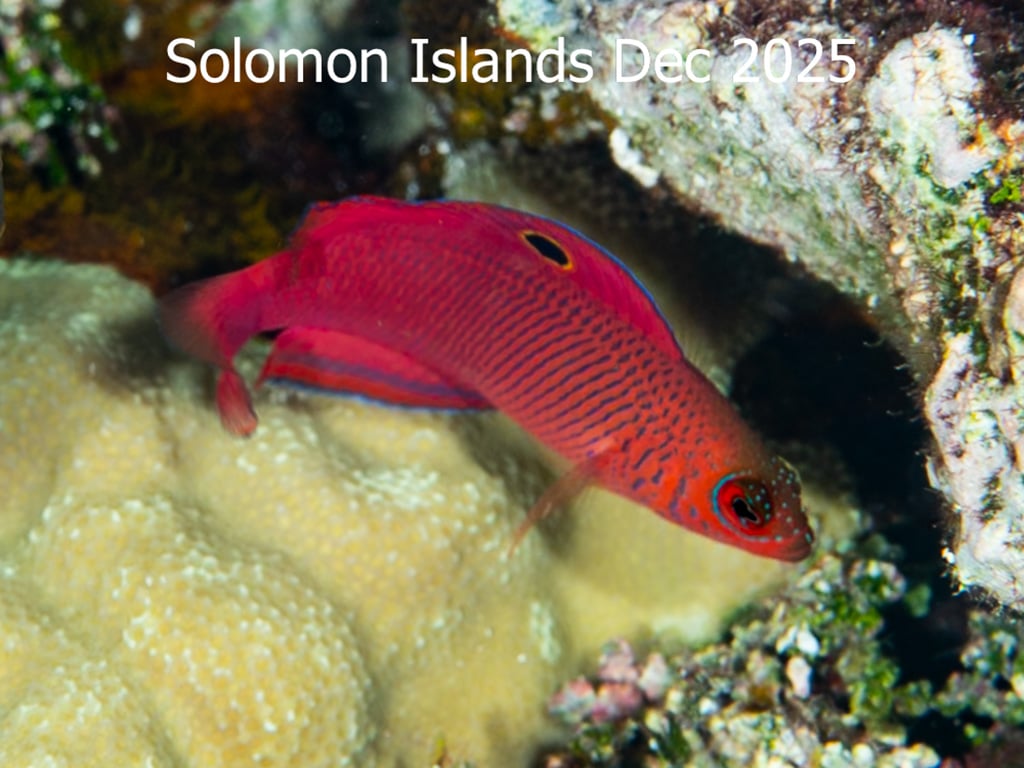 Solomons Photos